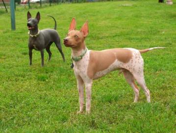 AMERICAN HAIRLESS TERRIER