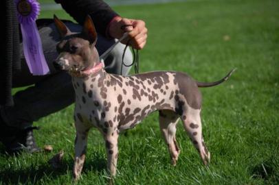 AMERICAN HAIRLESS TERRIER