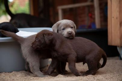 Weihnachten Labrador Welpen Showlinie mi