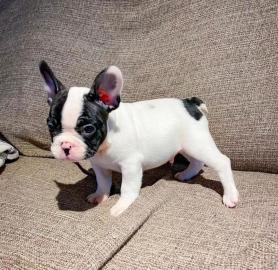 Franzsische Bulldogge, Welpe,