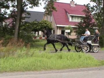 Friesen Wallach, bewegt sich wie ein