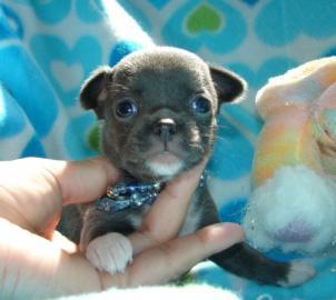 Liebevolles Mini Chihuahua Babys fur 285