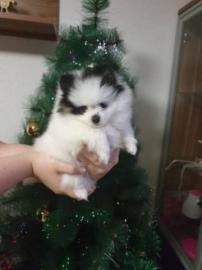 MINI Pomeranian SpitzBoo Welpe