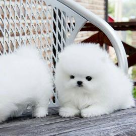 Zwergspitz Pomeranian Welpen mit papiere