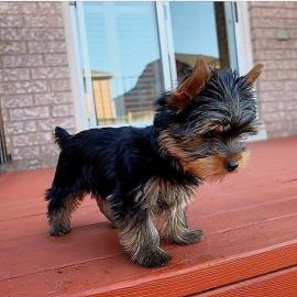 Se Yorkshire Terrier / Yorkie Welpen. 