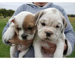 s??en Englische Bulldogge Welpen