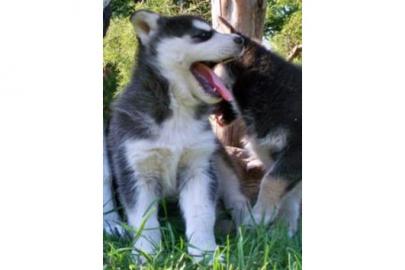 Siberian Husky Welpen