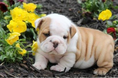 Englische Bulldogge Welpen mit papiere