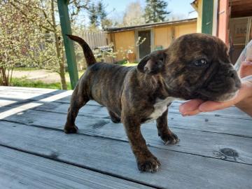 Reinrassige Franz?sische Bulldogge welpe