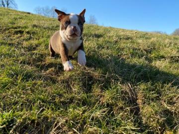 Boston Terrier Welpe in chocolate mit