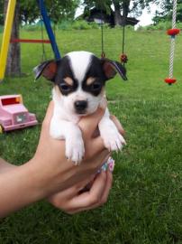 Super s??e MINI chihuahua welpen mit Pap