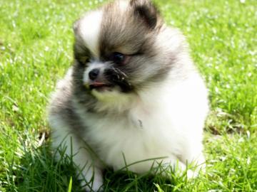 Reinrassige Pomeranian aus Liebhaberzuch