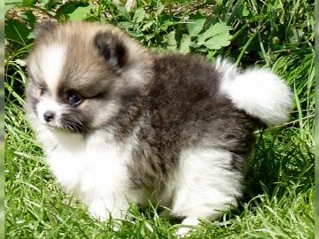 Reinrassige Pomeranian aus Liebhaberzuch