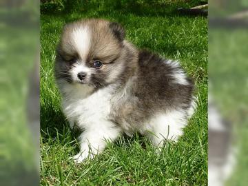 Reinrassige Pomeranian aus Liebhaberzuch