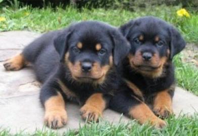 Typvolle Rottweiler Welpen mit Ahnentafe