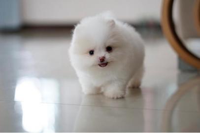 MINI Pomeranian Welpen mit Papieren