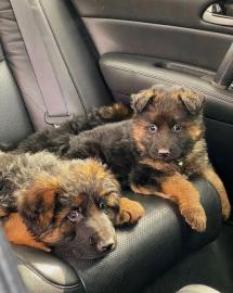 German Shepherd puppies ready For Sale