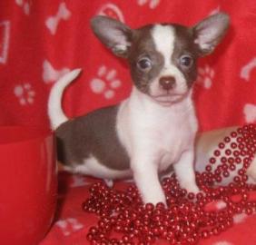 Chihuahua Welpen bereit fr ein neues