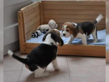 Reinrassiger Beagle Welpen