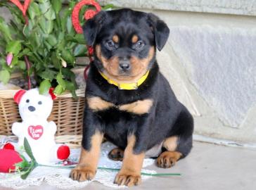 Wundersch?ne Rottweilerwelpen