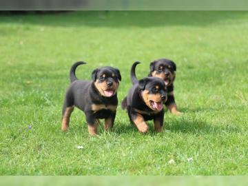 S?sse Rottweiler Welpen mit Papieren