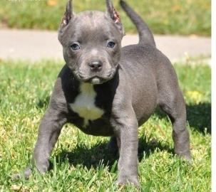 American Staffordshire Pitbull Welpen