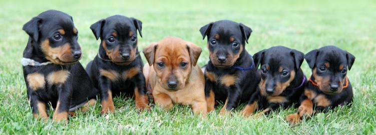 Liebevolles Zwergpinscher Welpen 4 H?ndi