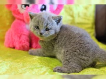 BKH silber tabby classic mit Papieren,