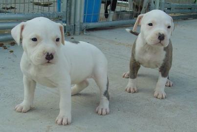 PITBULL/AMERICAN STAFFORDSHIRE TERRIER