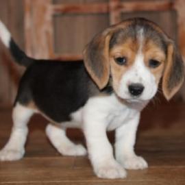 m?nnliche und weibliche Beagle-Welpen