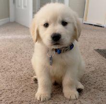 Golden Retriever Welpen