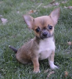 Chihuahua Puppies