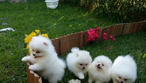 TYPVOLLE POMERANIAN ZWERGSPITZ BOO WELPE