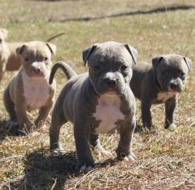 Liebevolles American Blue-Line Pit Bull