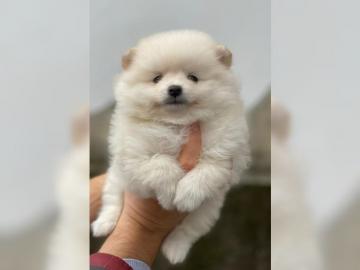 Pomeranian Teddywelpe