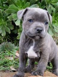 Blueline American Pitbull Terrier welpen