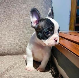 Franzsische Bulldogge, Welpe,