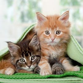 Maine Coon Babys