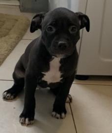 Staffordshire Terrier Welpen zu verkaufe