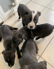 Staffordshire Terrier Welpen zu verkaufe