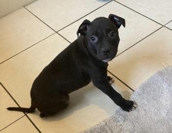 Staffordshire Terrier Welpen zu verkaufe