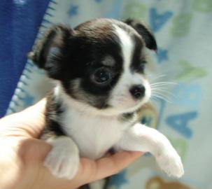 Super s??e MINI chihuahua welpen mit Pap