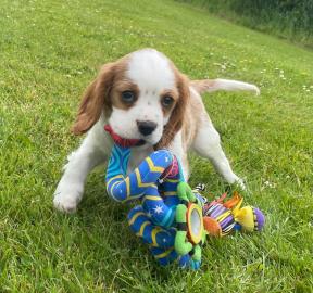 Cavalier King Charles Welpen zu verkaufe