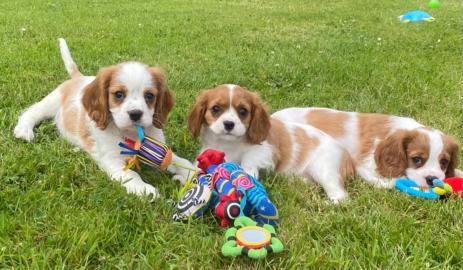 Cavalier King Charles Welpen zu verkaufe