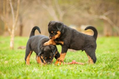 Super s??e Rottweiler-Welpen jetzt erh?l