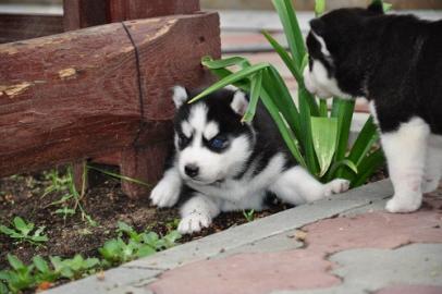 Siberian Husky Puppies Blaue Augen berei