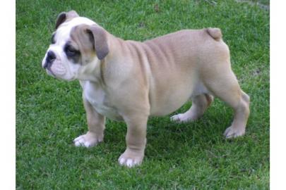 Englische Bulldoggen Welpen 10 Wochen mi