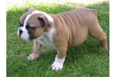 Englische Bulldoggen Welpen 10 Wochen mi