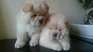 Reinrassige Chow chow-Welpen