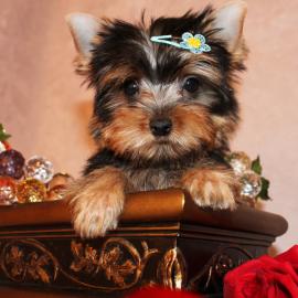 Weihnachten Yorshire Terrier Welpen mit